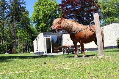 Pony bungalow met hond