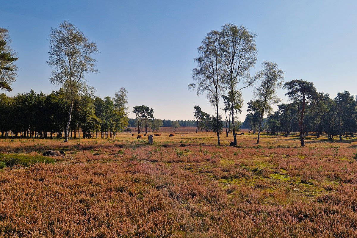 Blog | De leukste uitjes op de Veluwe!