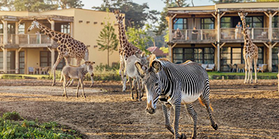 Safari Hotel Beekse Bergen