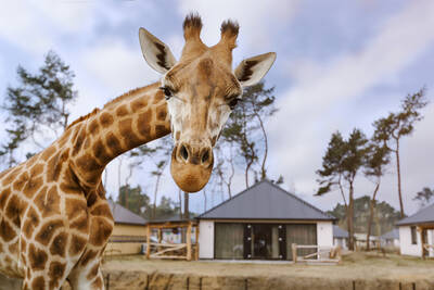 Een giraf in een dierenweide bij een lodge op Safari Resort Beekse Bergen