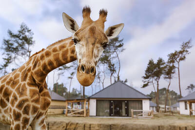 Safari Resort Beekse Bergen