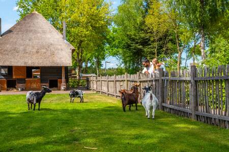 Geiten in de kinderboerderij van vakantiepark EuroParcs De Wije Werelt