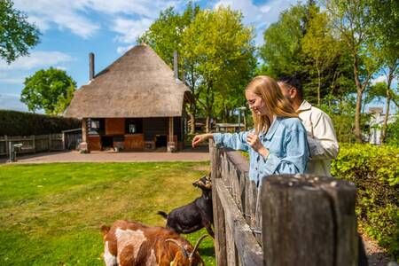 Stelletje op de kinderboerderij van vakantiepark EuroParcs De Wije Werelt