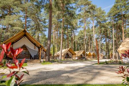 Glampingtenten aan een laantje op vakantiepark EuroParcs Hoge Kempen