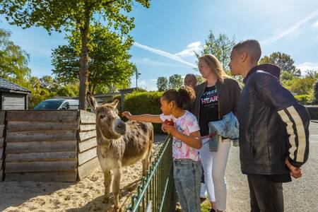 Gezin bij een ezel op de kinderboerderij van vakantiepark EuroParcs Molengroet