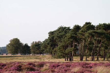 Bossen en heideveld nabij vakantiepark Familiehuis Nunspeet