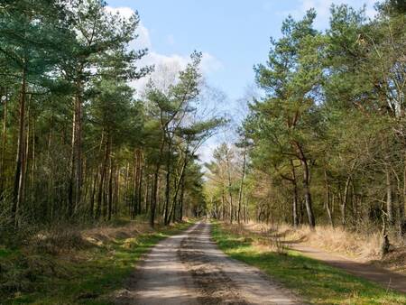 Landal De Hellendoornse Berg - De prachtige natuur van de Sallandse Heuvelrug