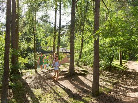 Vakantiepark Landal Miggelenberg ligt middenin de bossen op de Veluwe