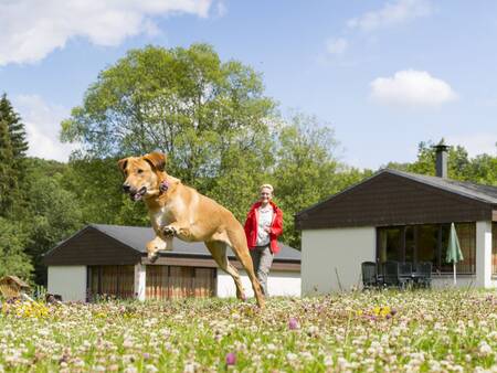 Vrouw met hond op een grasveld voor vakantiehuizen op vakantiepark Landal Wirfttal