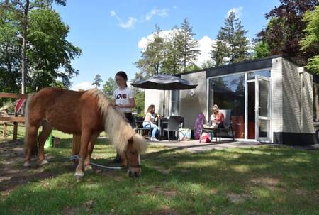 De Pony Bungalow met een verzorgpony op vakantiepark Ommerland