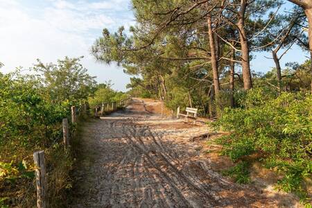 Natuurgebied Schoorlse Duinen naast vakantiepark Park Heerehof