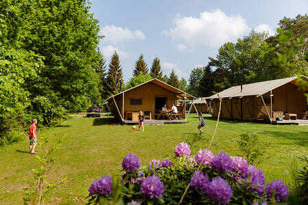 Safaritenten op een veldje op vakantiepark RCN de Roggeberg