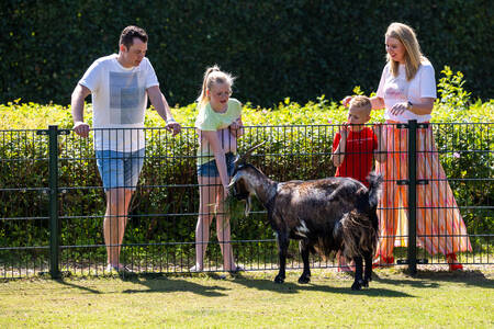 Gezin bij een geit op de kinderboerderij op vakantiepark RCN Zeewolde